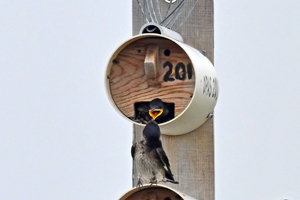 Purple Martin